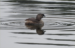 Pied-billed Grebe