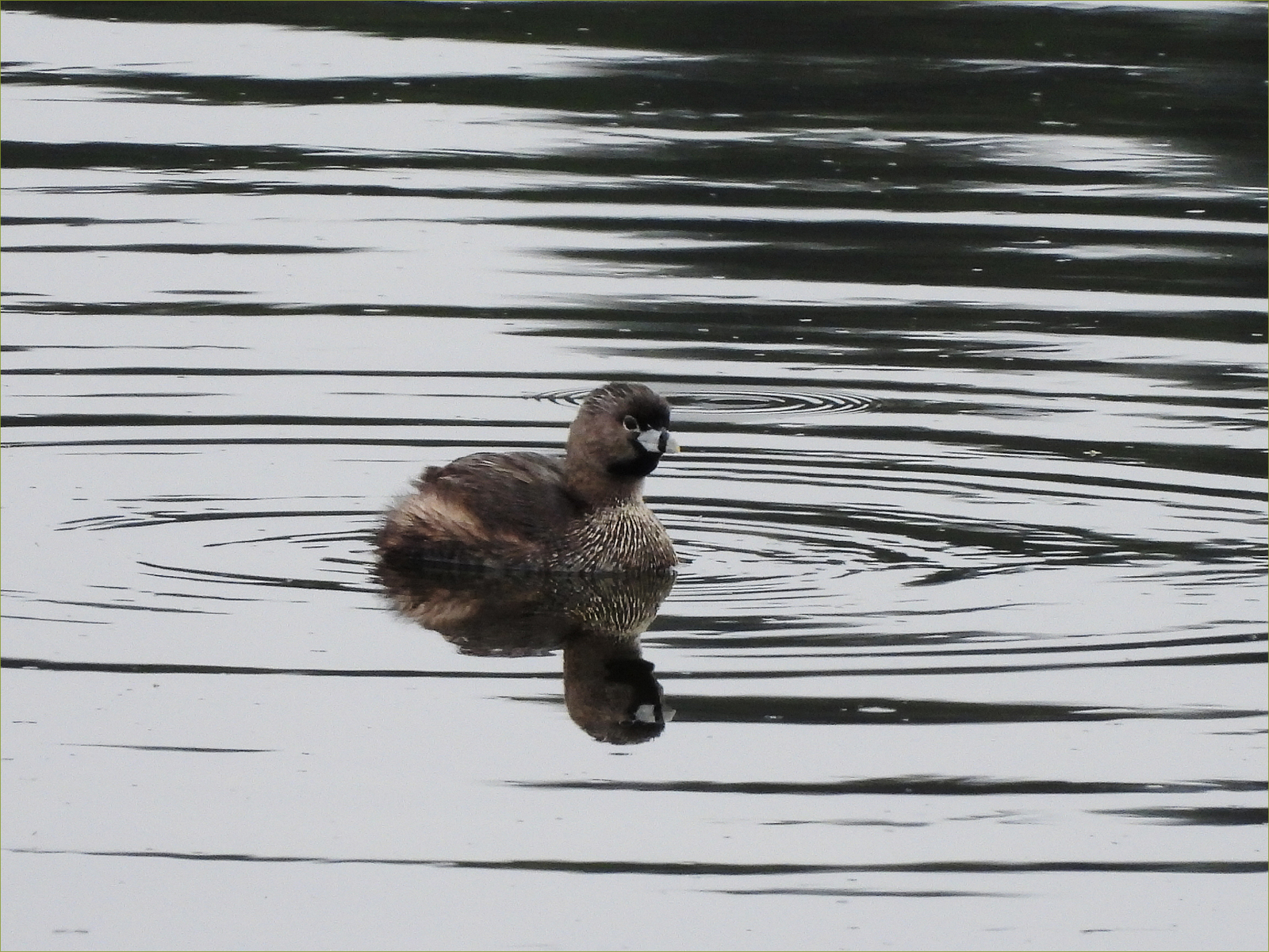 Pied-billed Grebe