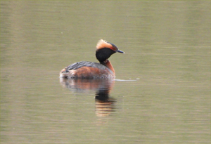 Horned Grebe
