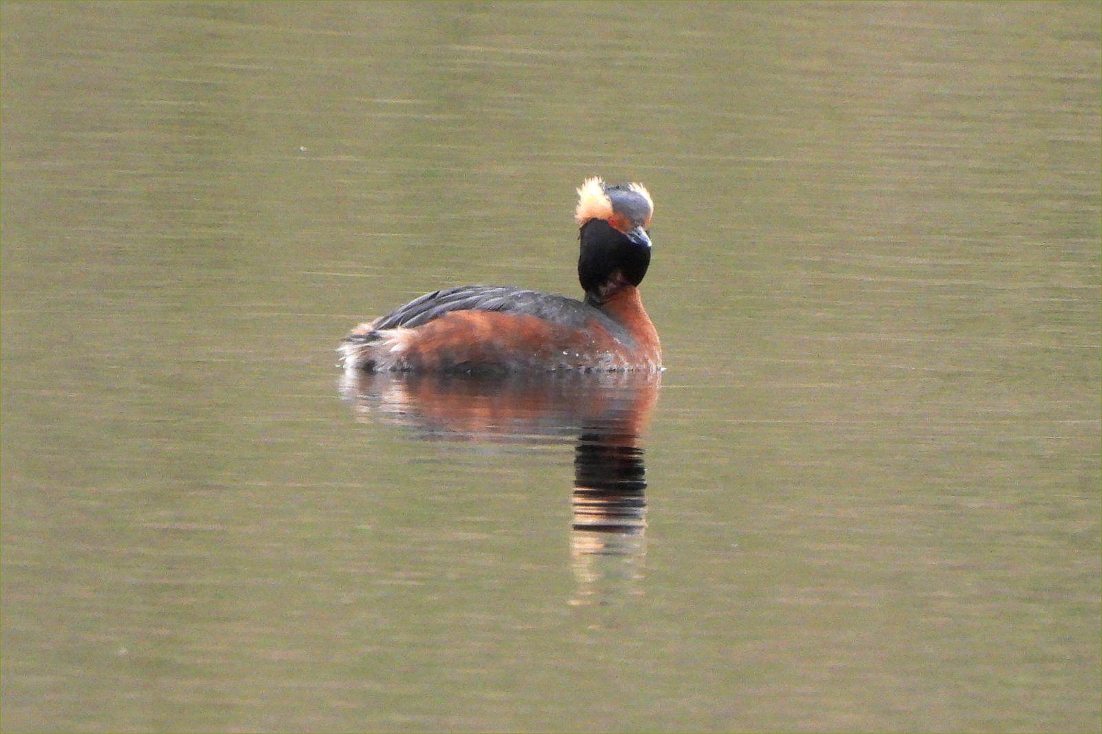 Horned Grebe