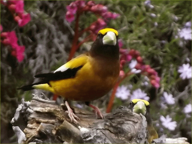 Evening Grosbeak