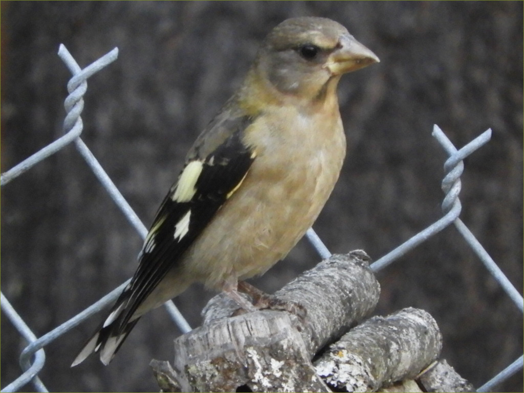 Evening Grosbeak