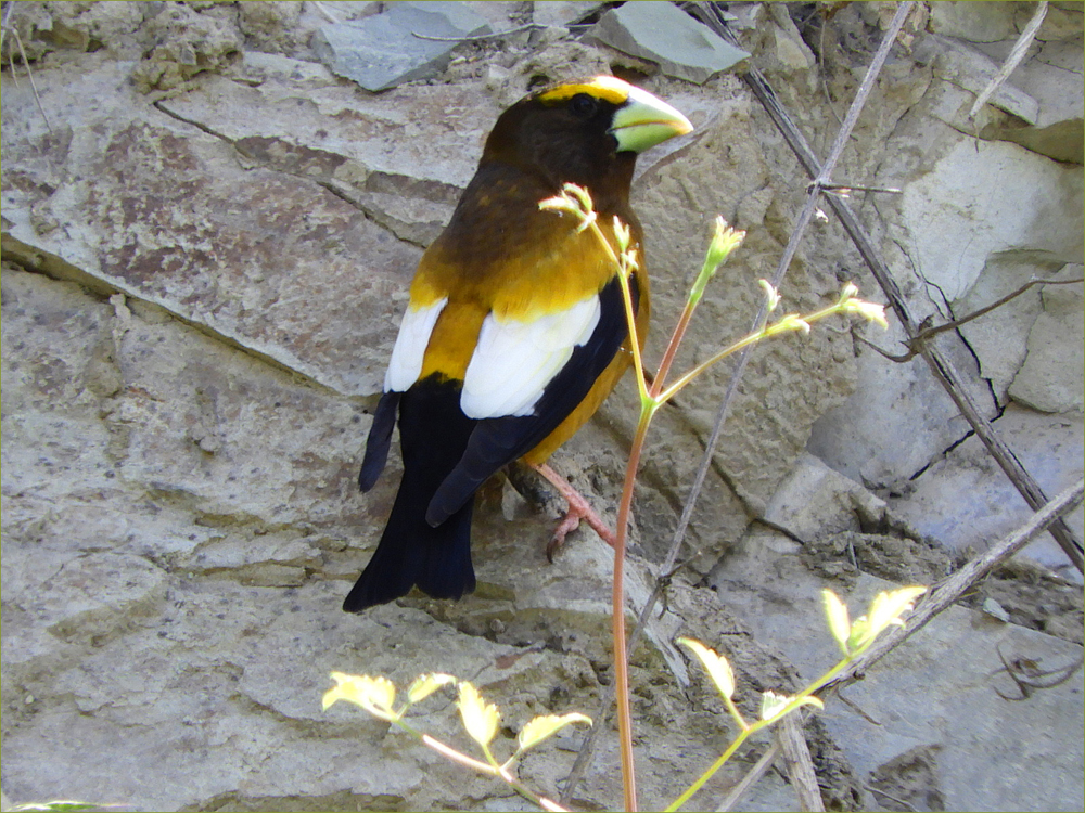 Evening Grosbeak