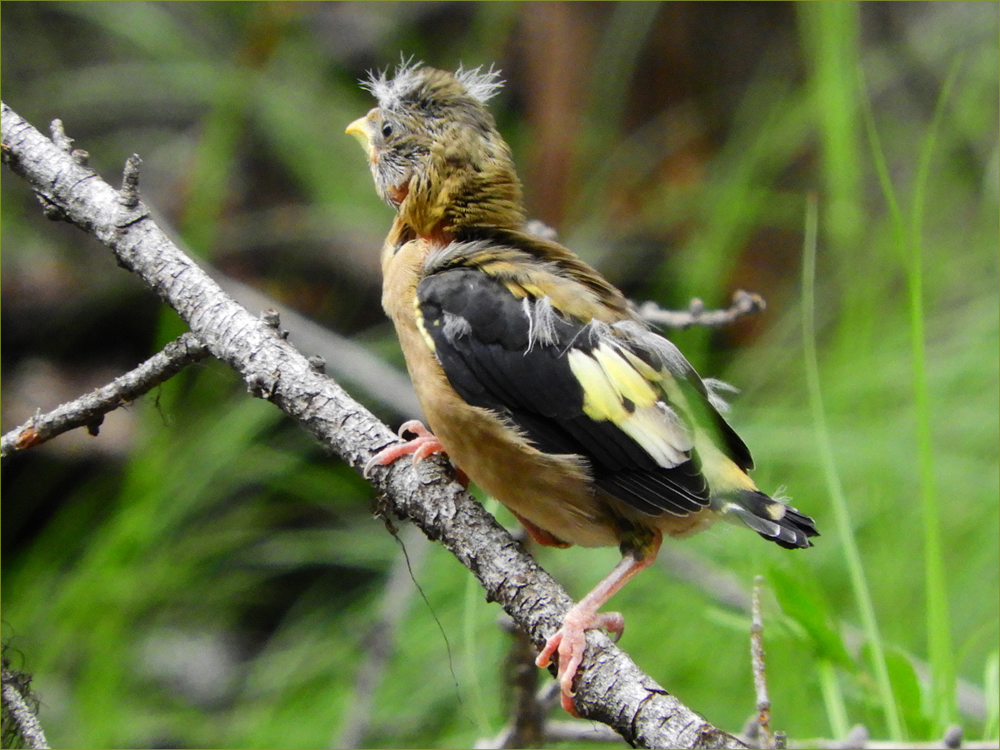Evening Grosbreaks (fledgling)