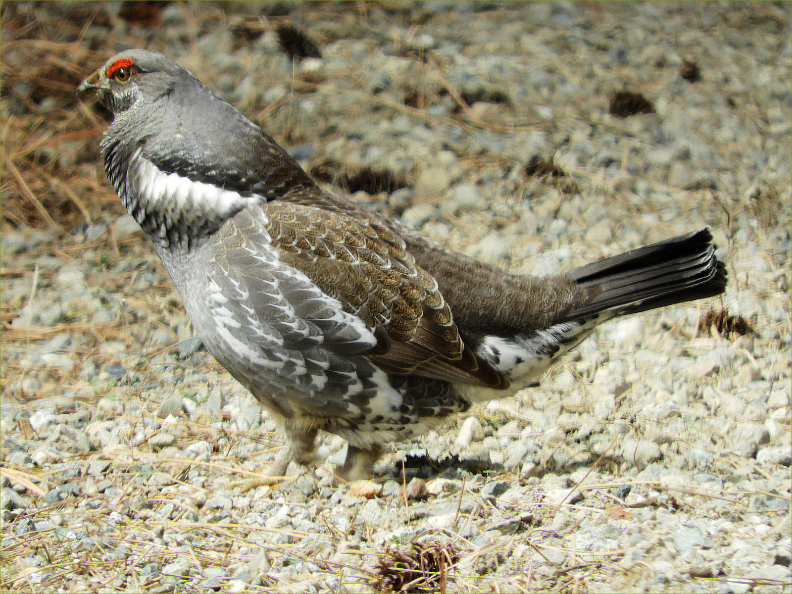 Spruce Grouse (male)