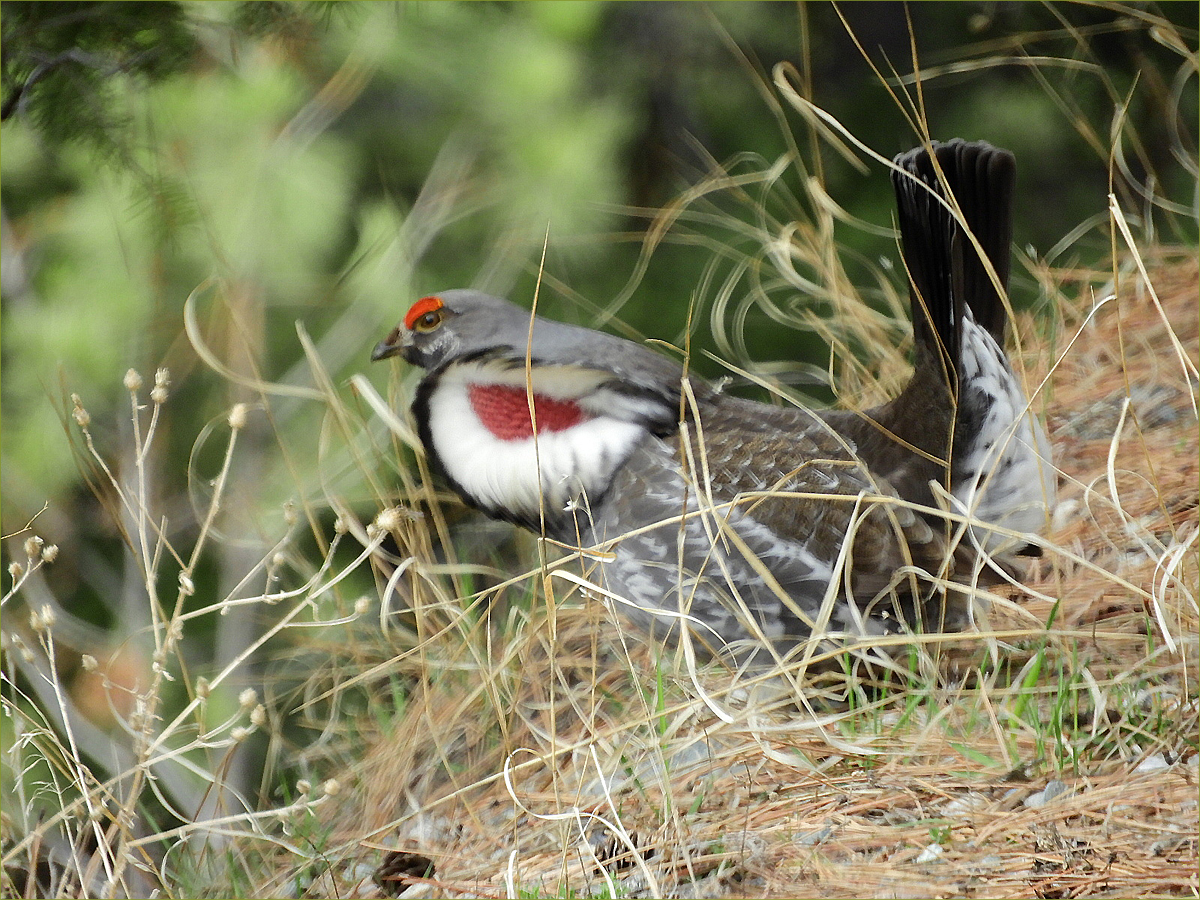 Spruce Grouse (male)