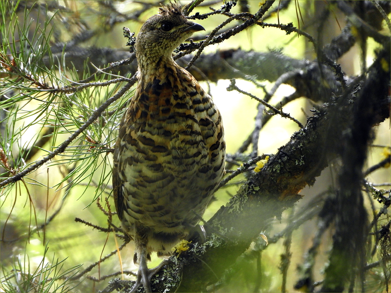 Ruffed Grouse (immature)