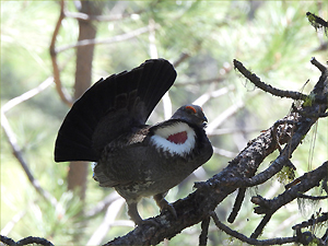 Spruce Grouse