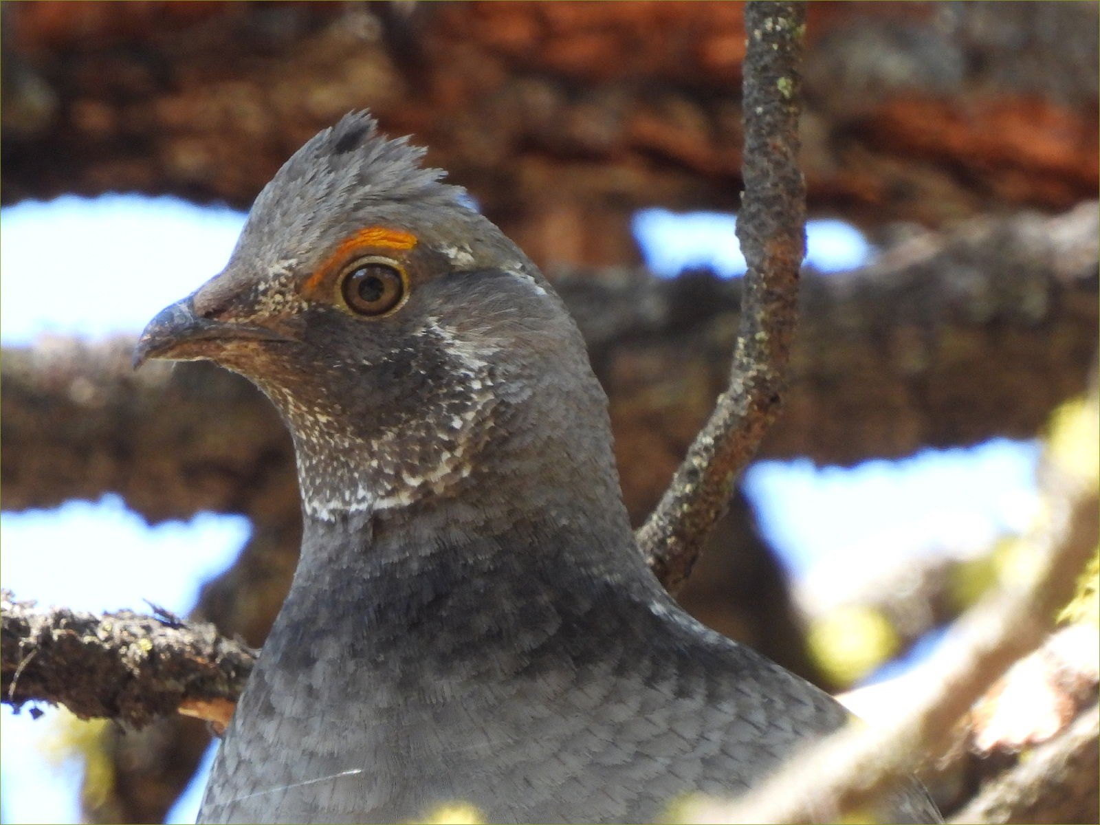 Spruce Grouse