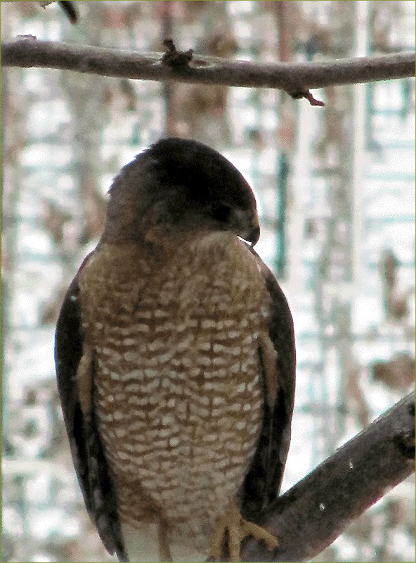 Cooper's Hawk