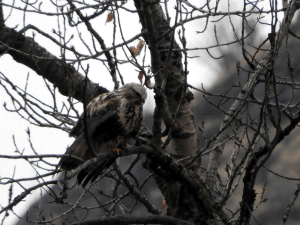Rough-legged Hawk