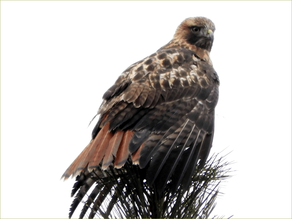 Red-tailed Hawk