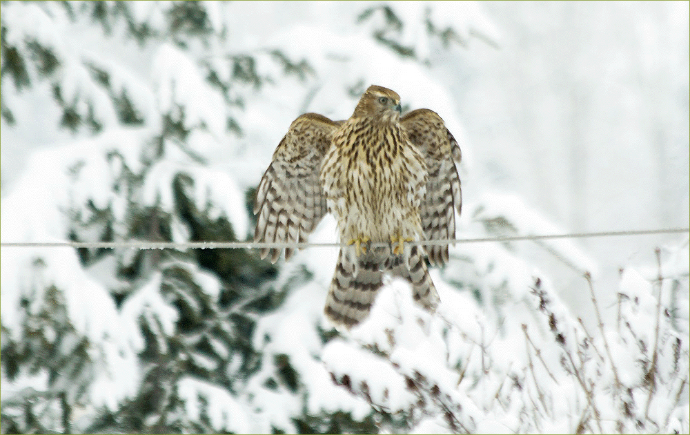 Cooper's Hawk