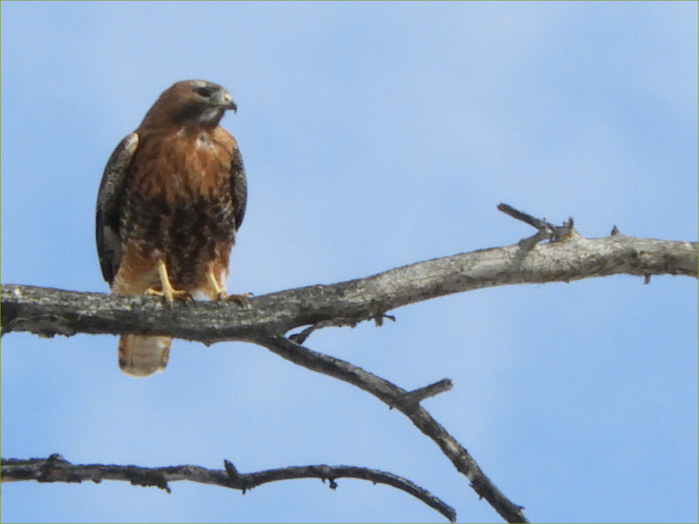 Red-tailed Hawk