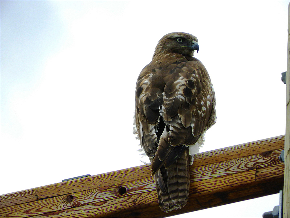 Red-tailed Hawk (juvenile)