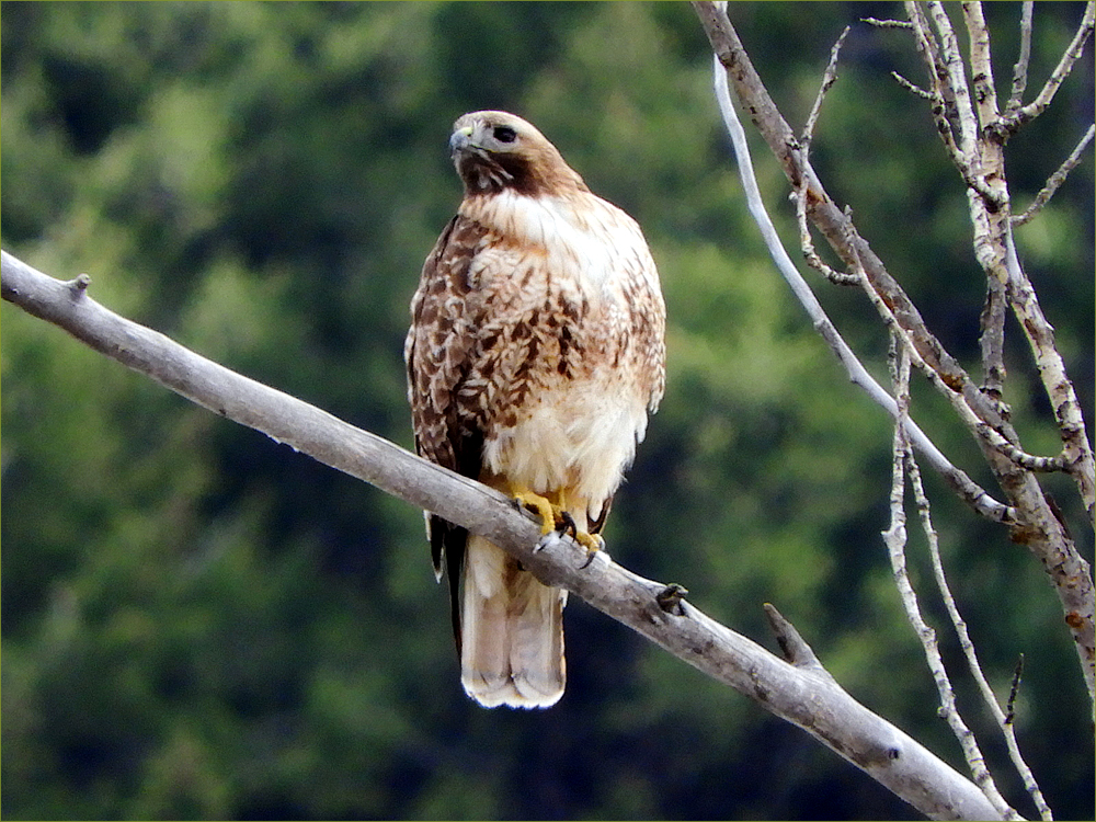 Red-tailed Hawk