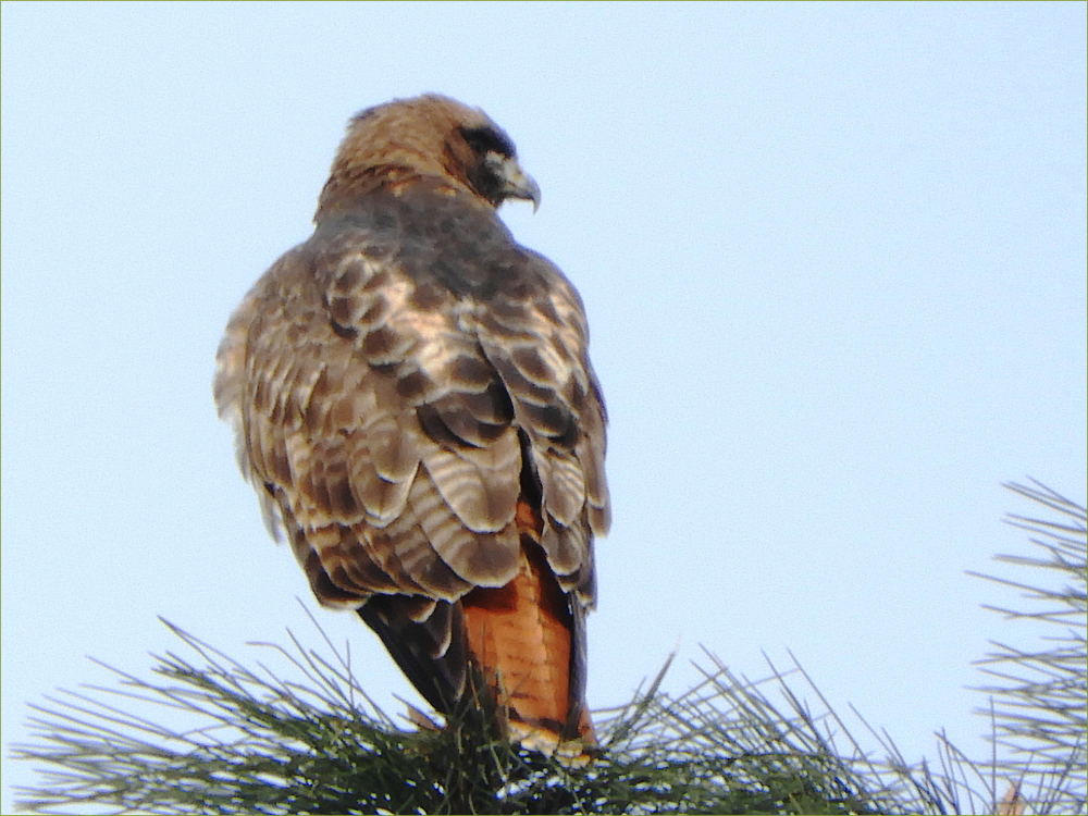 Red-tailed Hawk