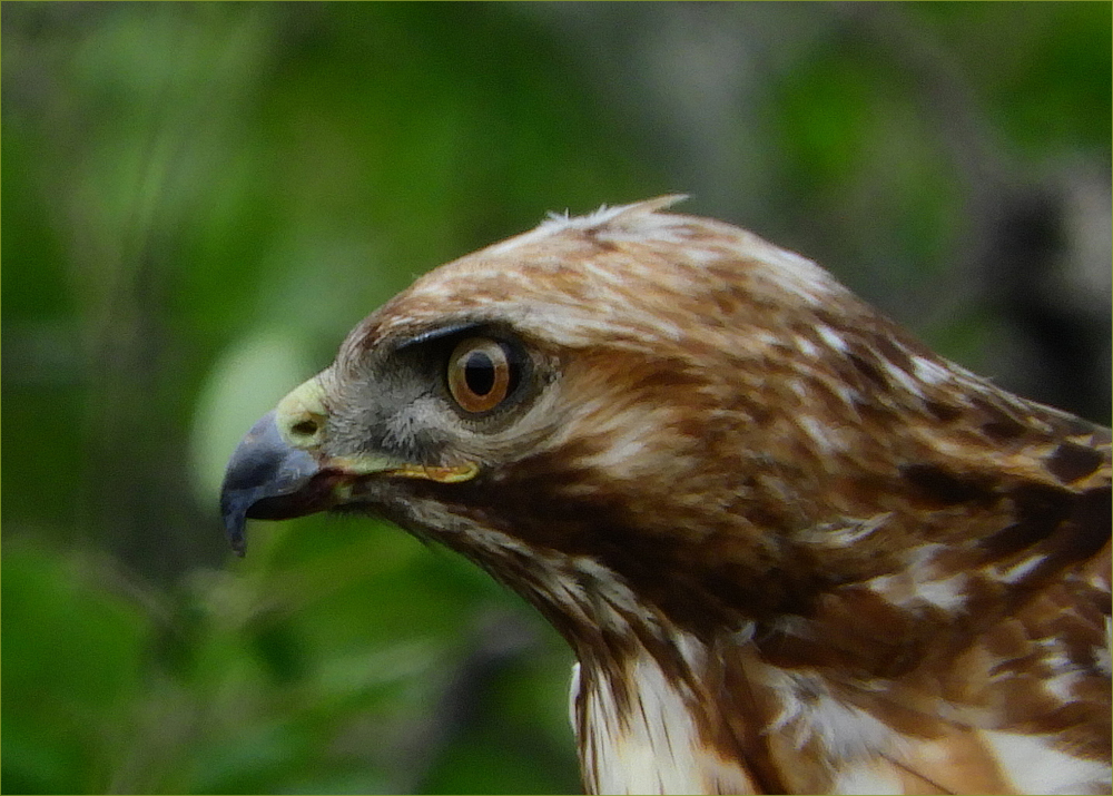 Red-tailed Hawk