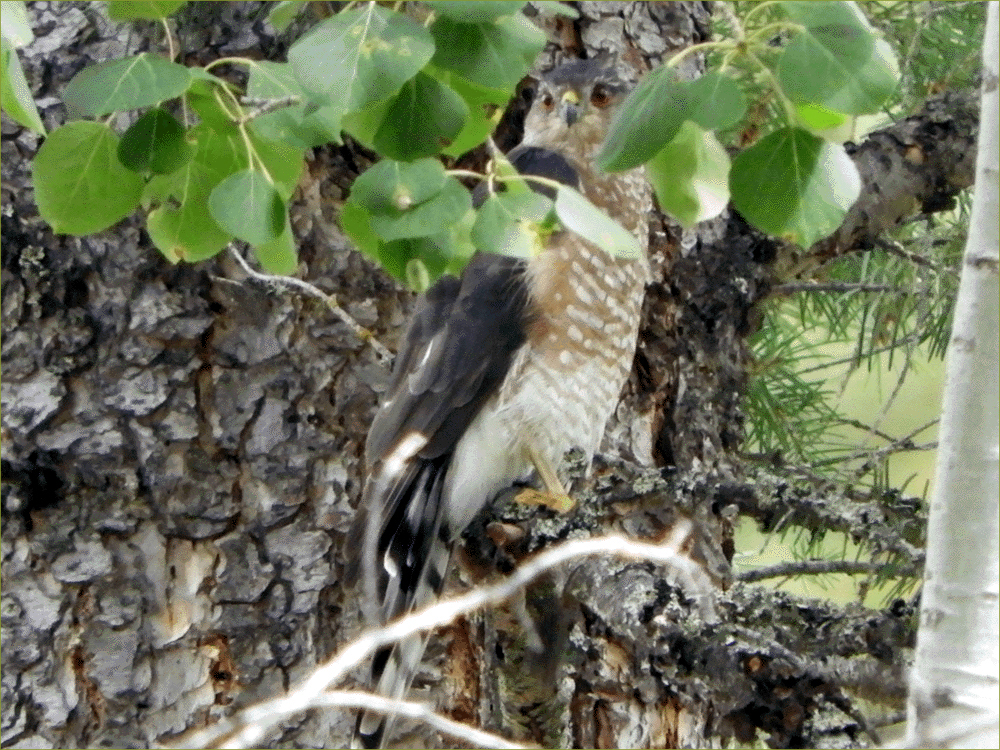 Sharp-shinned Hawk