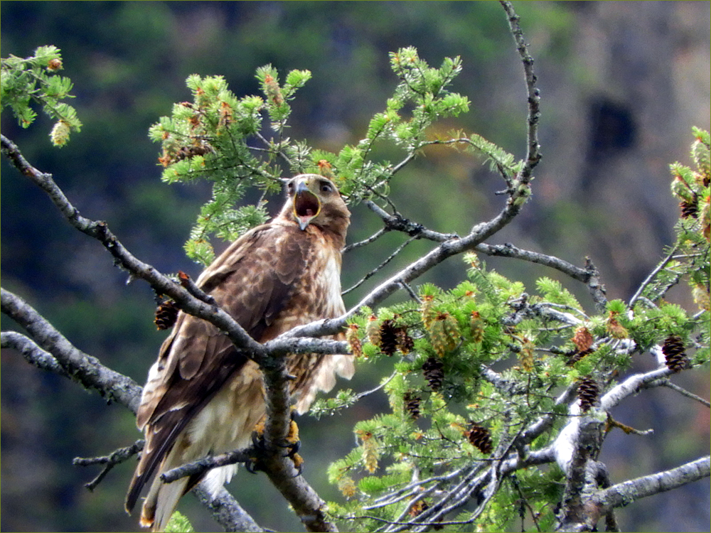Red-tailed Hawk (immature)