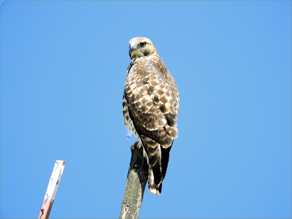 Swainson's Hawk (juvenile)