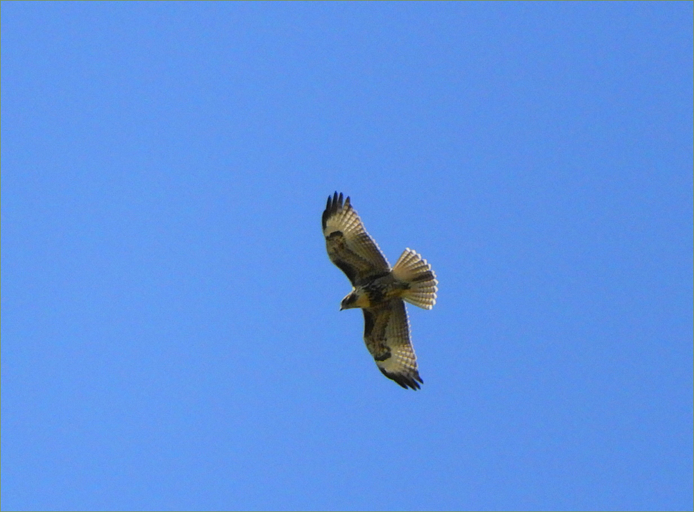 Red-tailed Hawk
