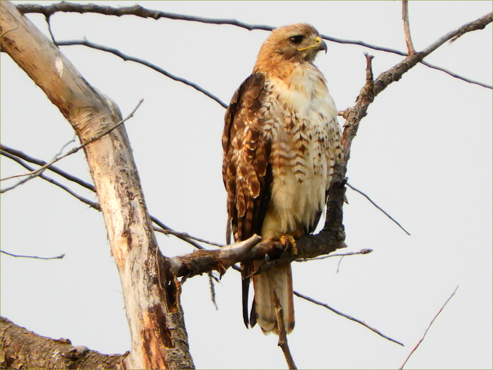Red-tailed Hawk