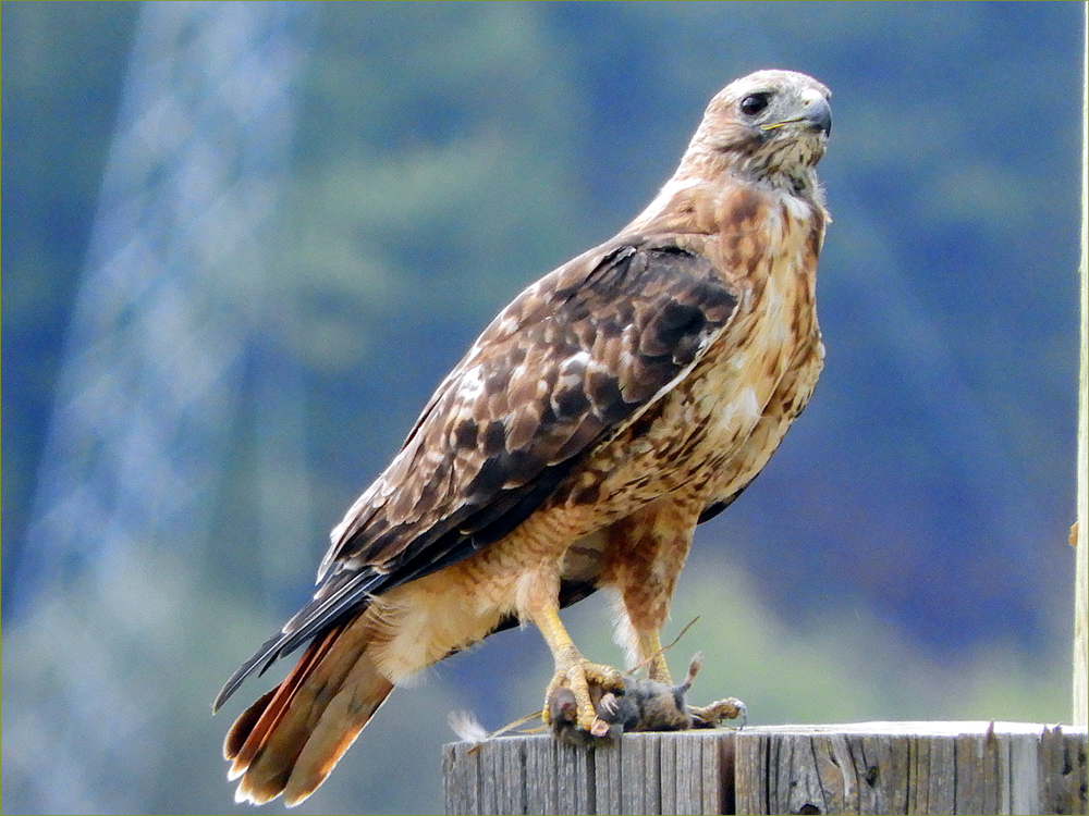 Red-tailed Hawk