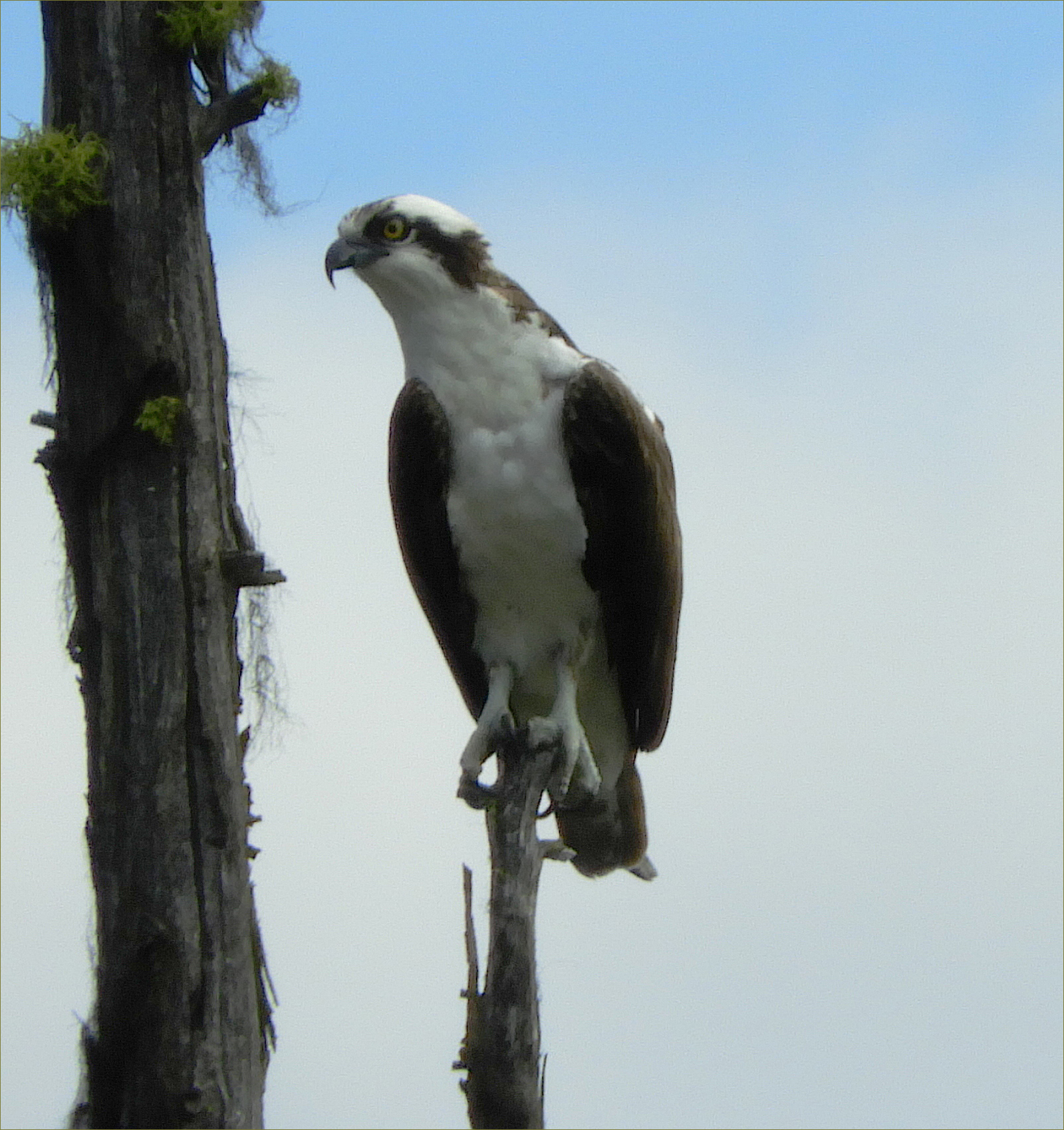Western Osprey