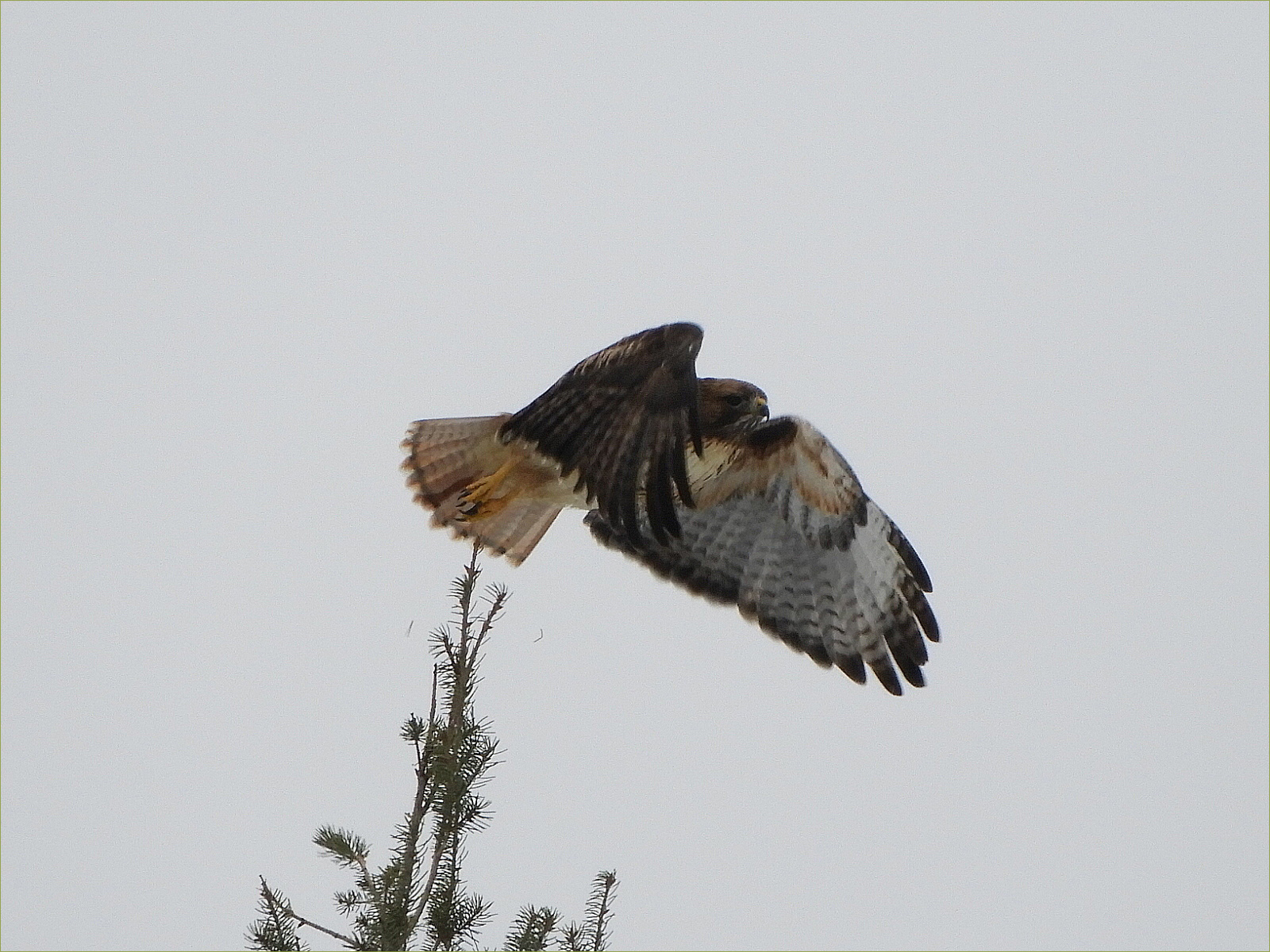 Cooper's Hawk
