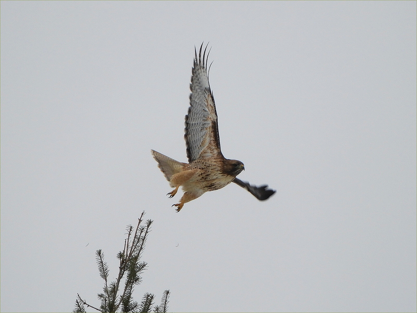 Cooper's Hawk