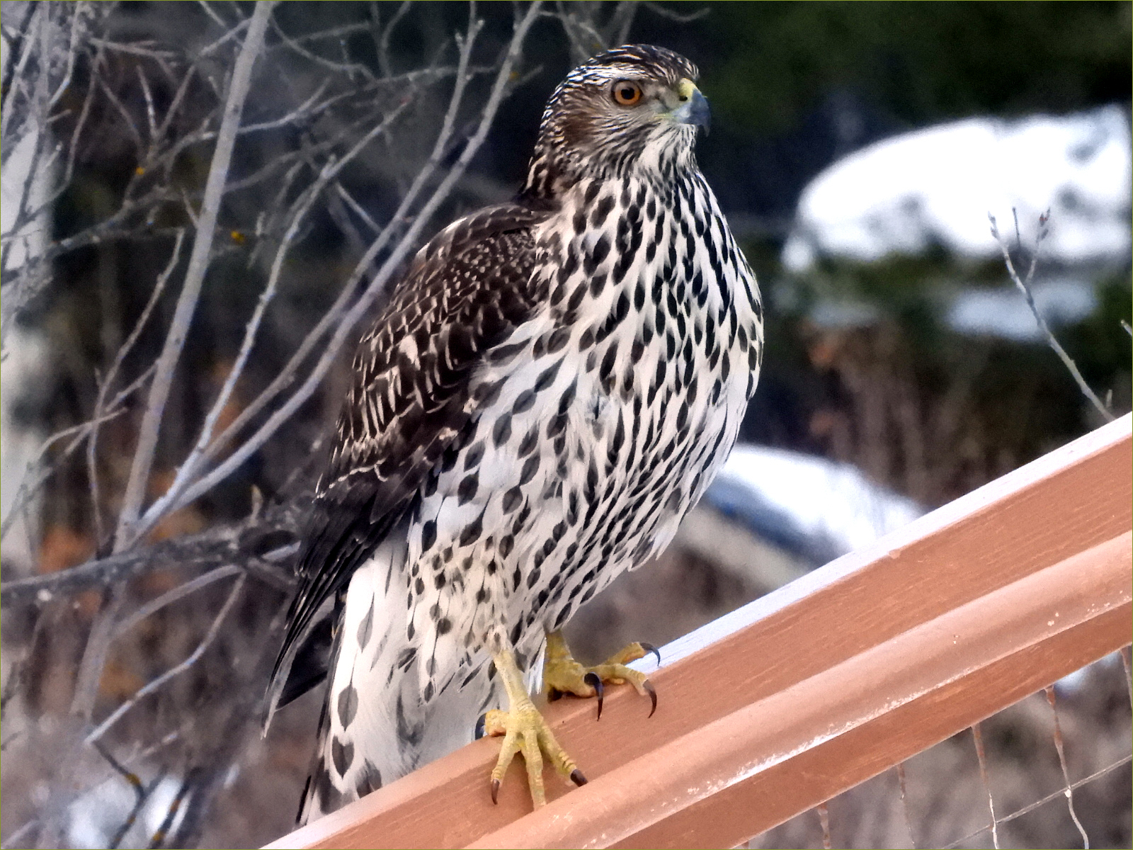 Northern Goshawk (juvenile)