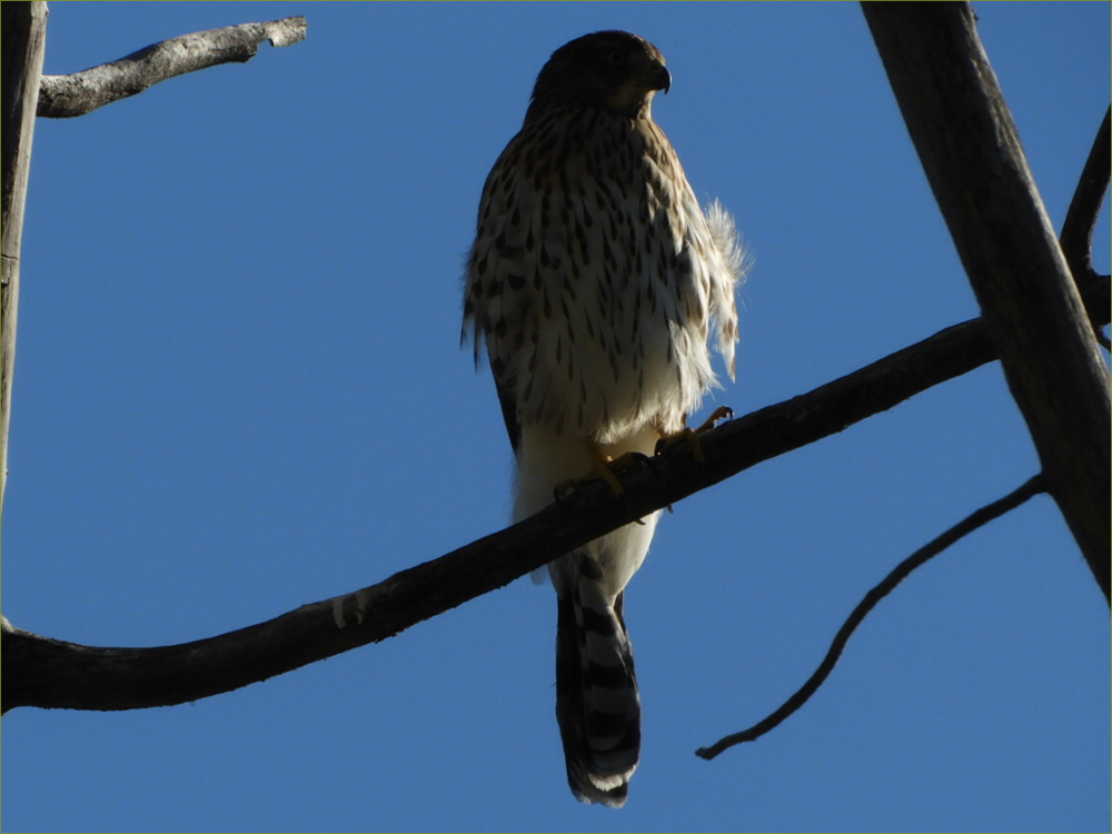 Cooper's Hawk