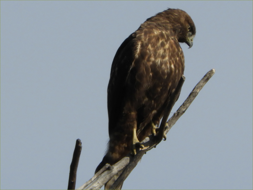 Red-tailed Hawk