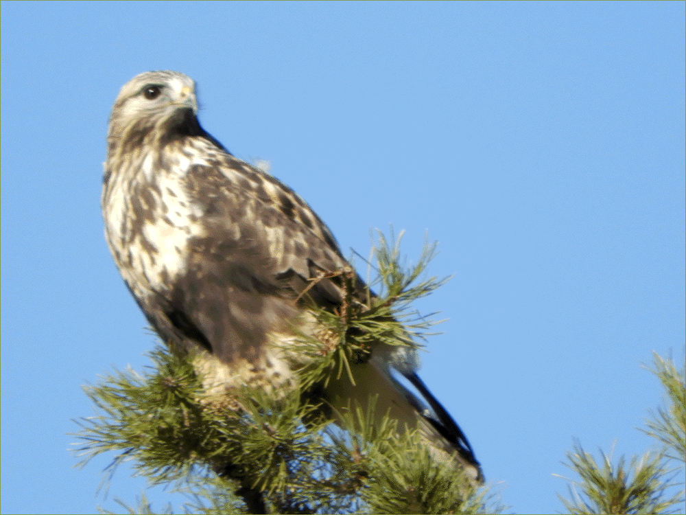 Rough-legged Hawk