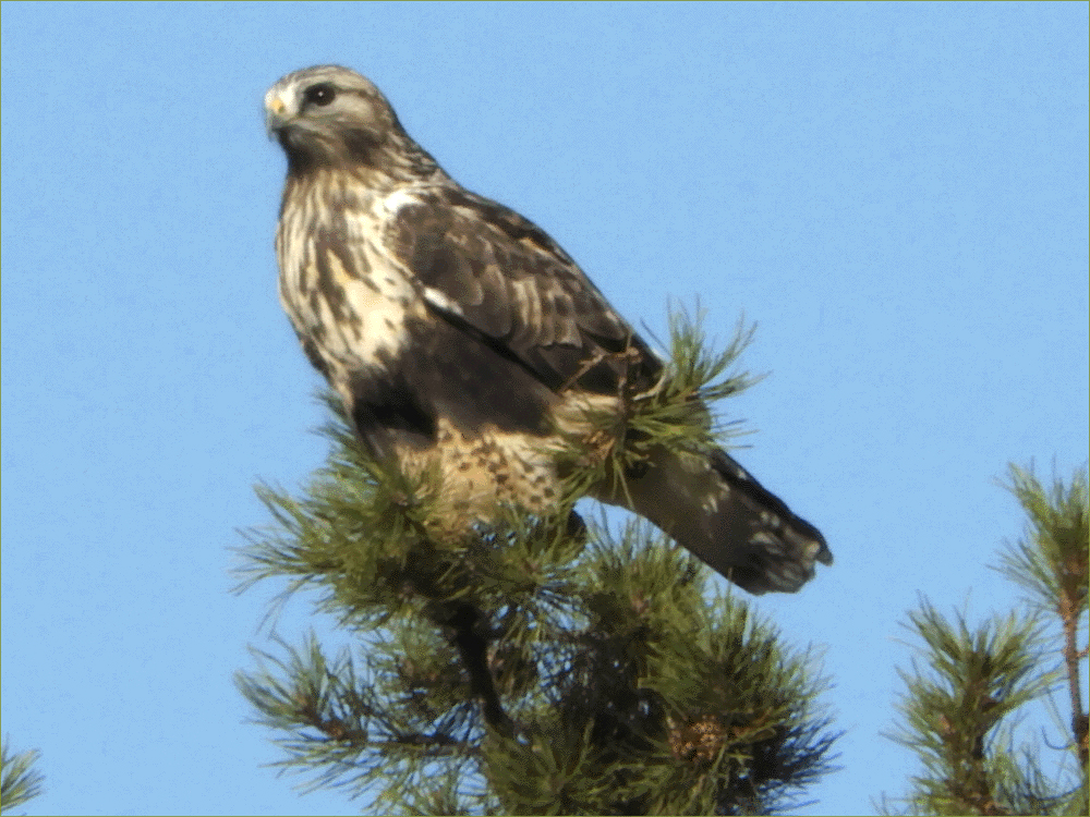 Rough-legged Hawk