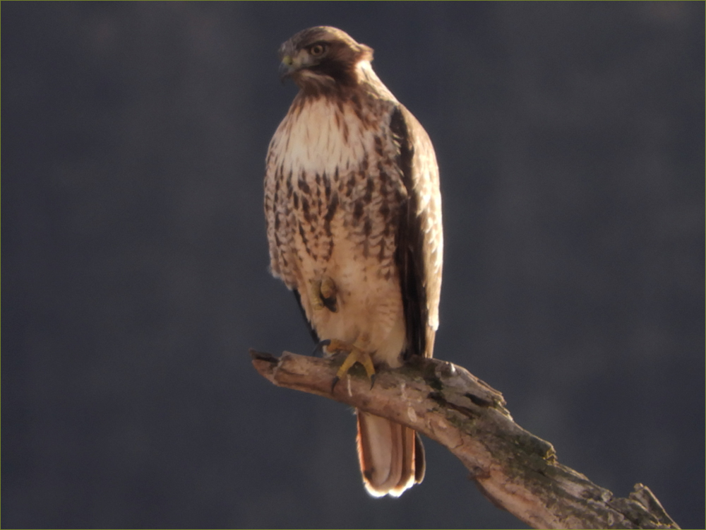 Red-tailed Hawk