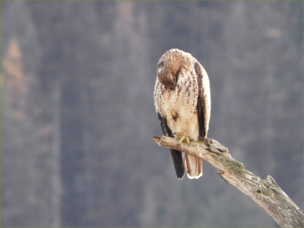 Red-tailed Hawk
