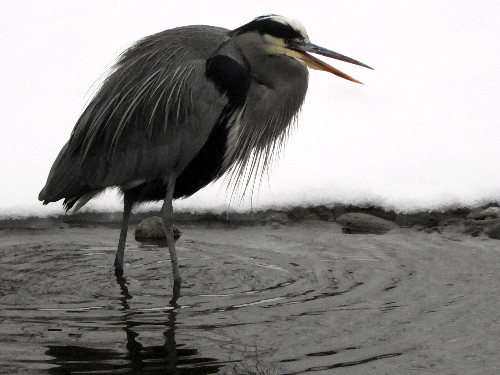 Great Blue Heron