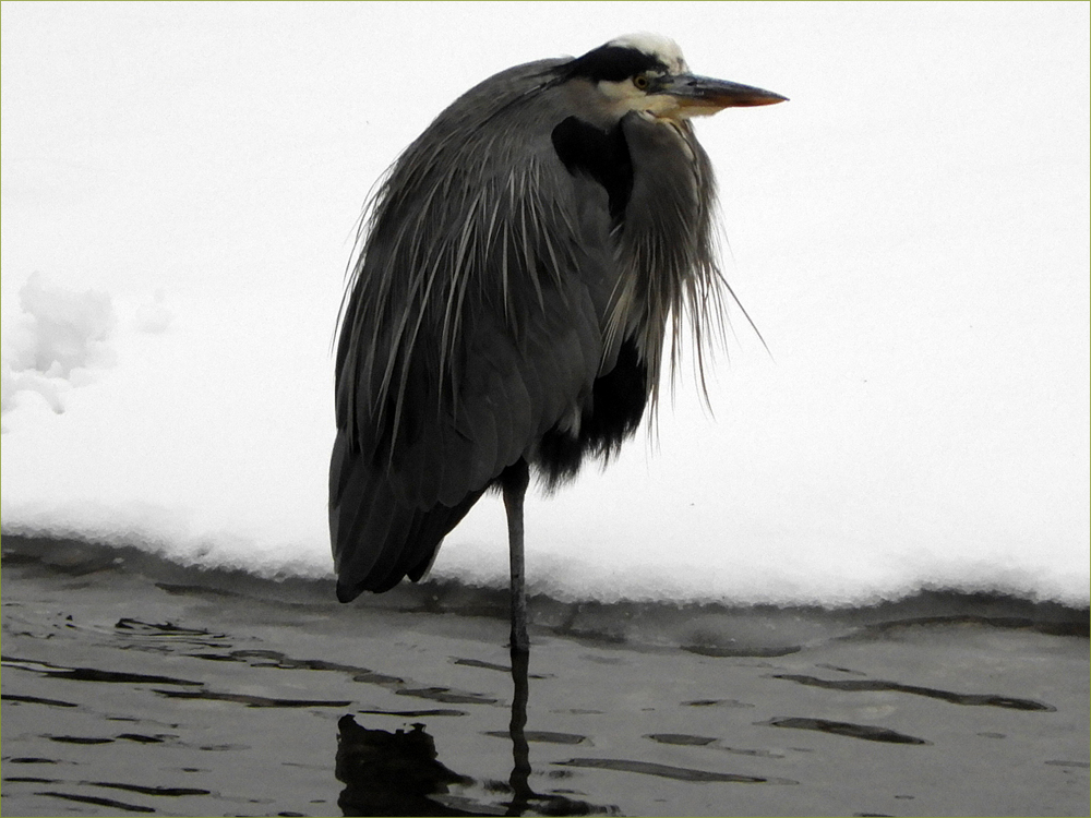 Great Blue Heron