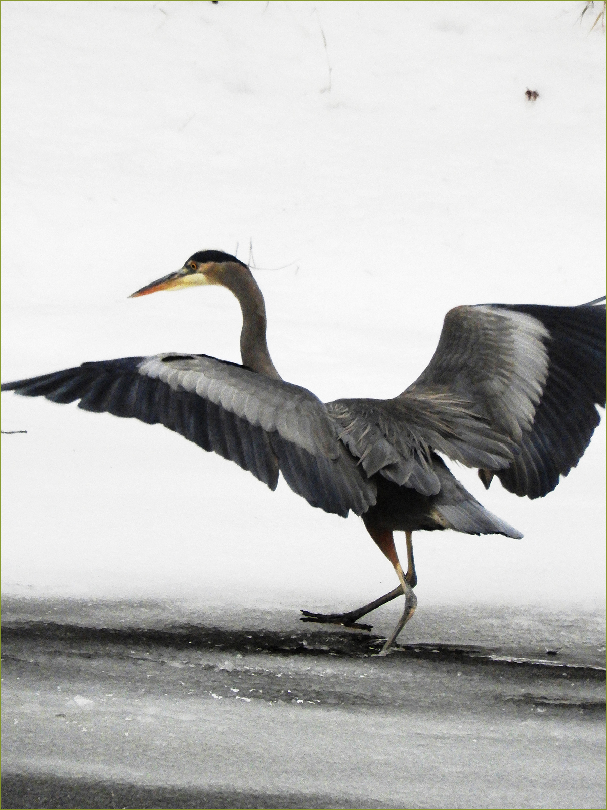 Great Blue Heron