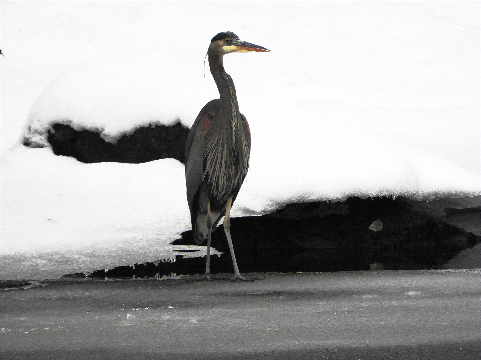 Great Blue Heron