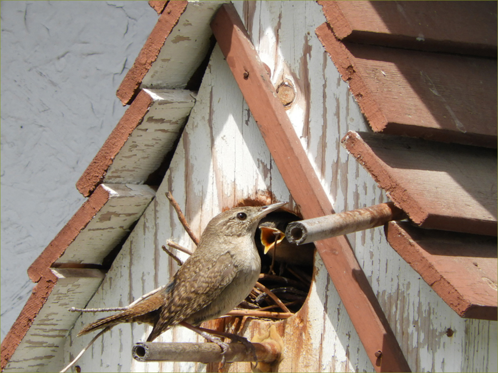 House Wren (nestlings)