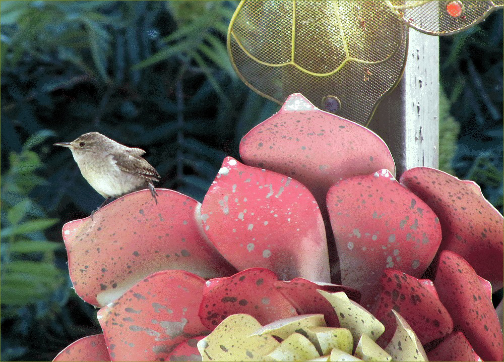 House Wren