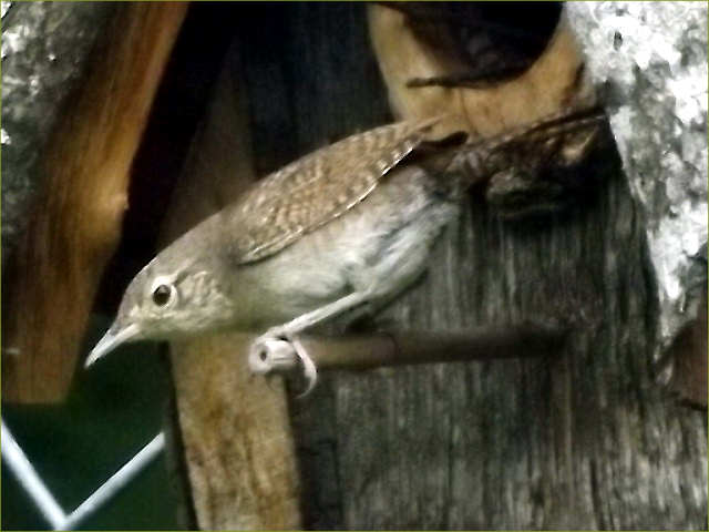 House Wren