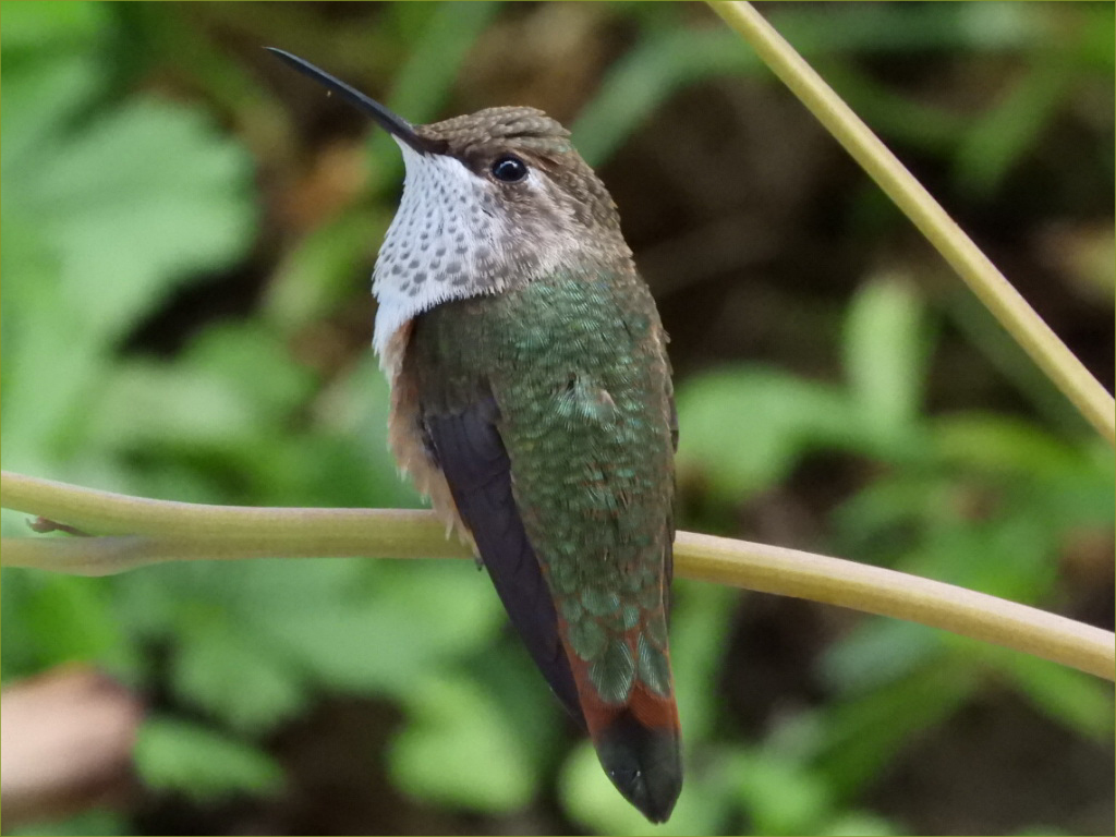 Hummingbirds