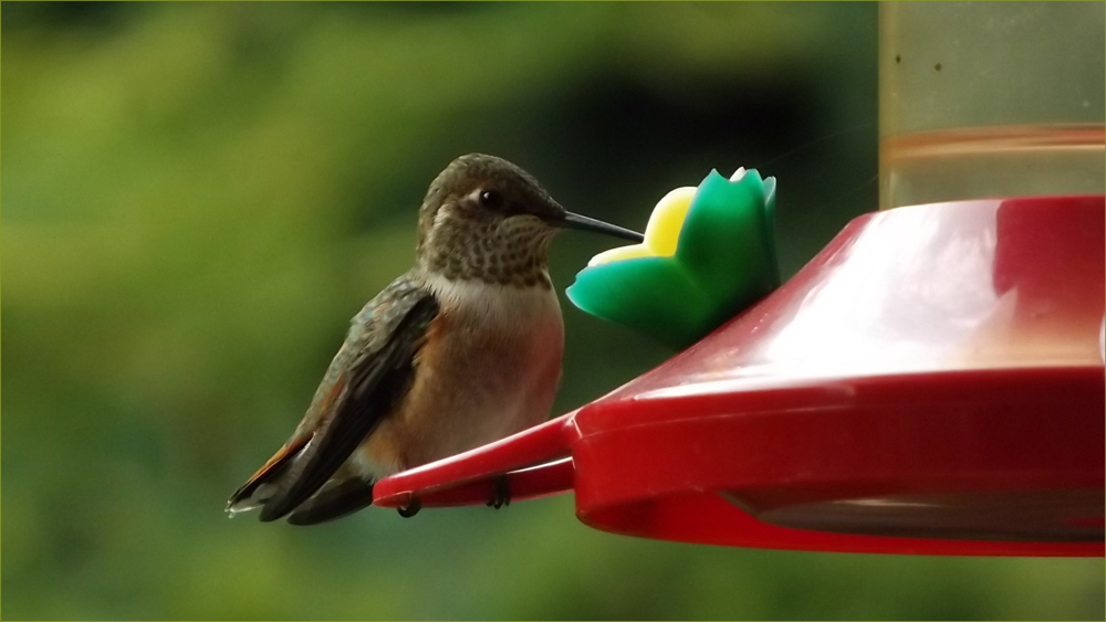 Hummingbirds