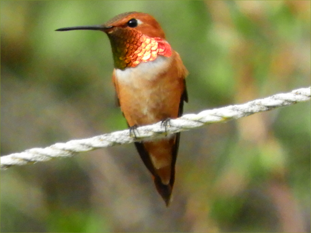 Rufous Hummingbird