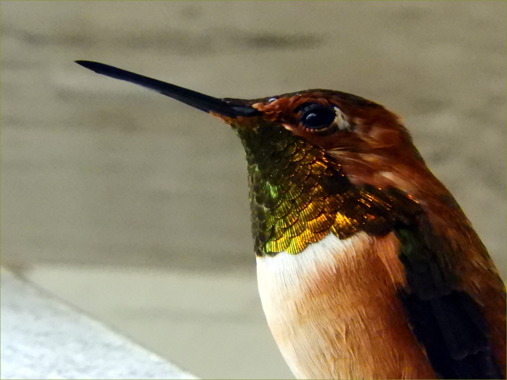 Rufous Hummingbird
