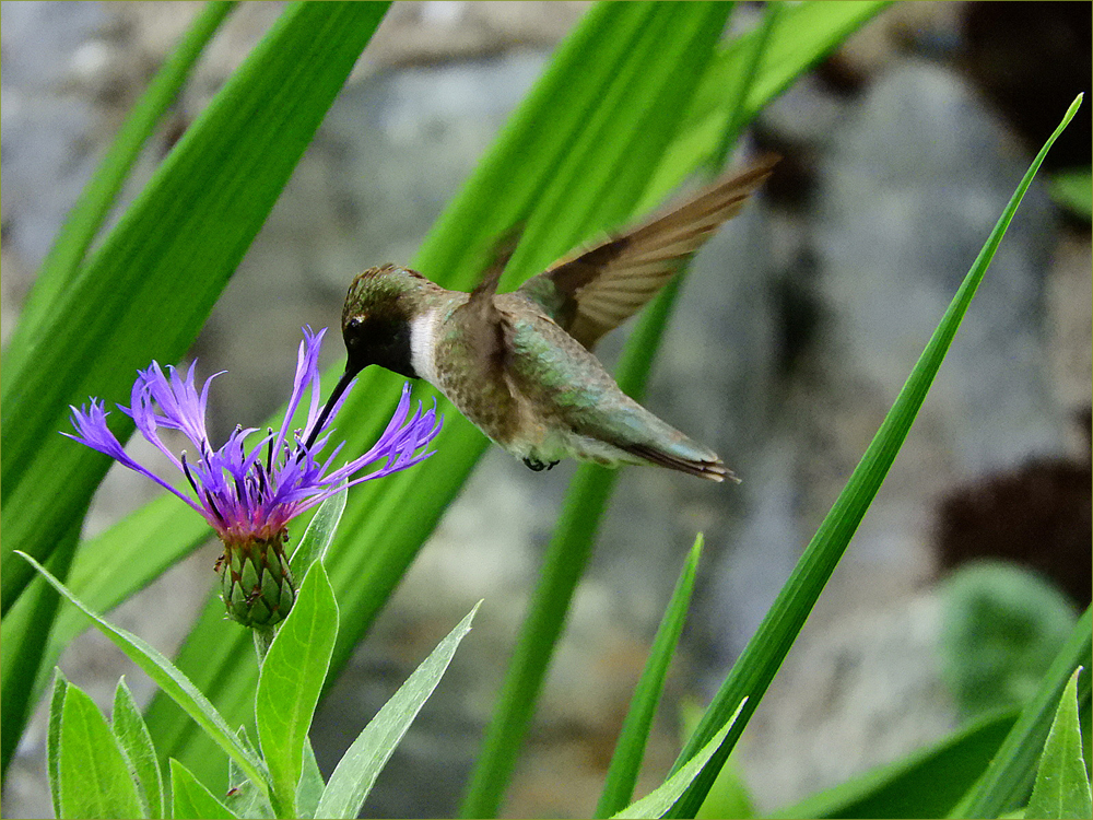 Black-chinned Hummingbird (male)